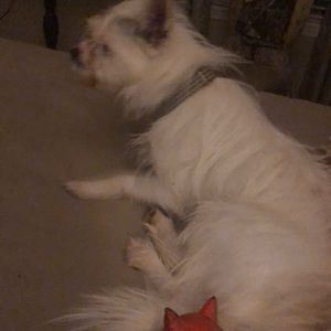 Meet your Posher, Dana